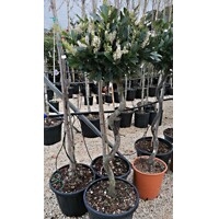 Vavrínovec lekársky - Prunus laurocerasus ´Otto Luyken´ - špirálový kmieniok    Co25L  1/2 kmeň