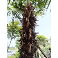 Palma konoponá - Chamaerops Excelsa - Trachycarpus fortunei i km 180/200 - výška s kvetináčom 360cm
