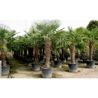 Palma konoponá - Chamaerops Excelsa - Trachycarpus fortunei i km 160/180 - výška s kvetináčom 340cm