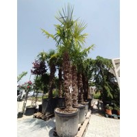 Palma konoponá - Chamaerops Excelsa - Trachycarpus fortunei  km 220/240 - výška s kvetináčom 400cm