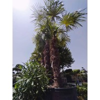 Palma konoponá - Chamaerops Excelsa - Trachycarpus fortunei  km 220/240 - výška s kvetináčom 400cm