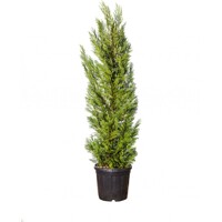 Cyprusovec leylandský - Cupressocyparis leylandii  300/350
