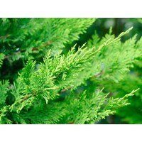 Cyprusovec leylandský - Cupressocyparis leylandii  300/350