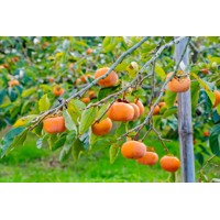 Ebenovník rajčiakový  - Diospyros kaki - Hurmi Kaki ´Rojo Brillante´ Co15L 1/2 kmeň