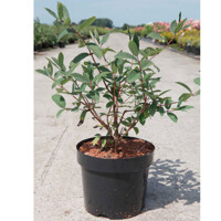 Zemolez kamčatský 'Zojka' – sladká sibírska čučoriedka