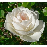 Ruža záhonová - Rosa floribunda ´Korbin´ - veľkokvetá biela Co3L 40