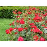 Ruža záhonová - Rosa floribunda ´Nina Weibull´ - veľkokvetá červená Co3L
