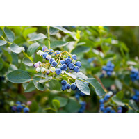 Čučoriedky - Vaccinium corymbosum ´Chandler´ Co2,5L 40/60
