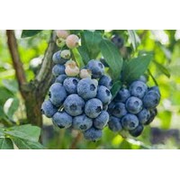 Čučoriedky - Vaccinium corymbosum ´Chandler´ Co2,5L 40/60