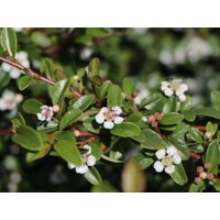 Skalník dammerov - Cotoneaster dammeri ´Frieders Evergreen´  P17 25/30