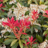 Pieris japonica ´Mountain Fire´ P17