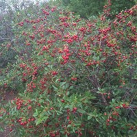 Višňa kríčková - Hybrid Prunus fruticosa x prunus cerasus ´CARMINE JEWEL´ P19