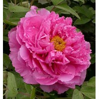 Pivonka drevitá - Paeonia Suffruticosa ´Rou Fu Rong´ P11