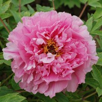 Pivonka drevitá - Paeonia Suffruticosa ´Rou Fu Rong´ P11