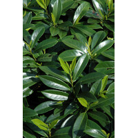 Vavrínovec lekársky - Prunus laurocerasus ´Mount Vernon´ Co2L 20/30