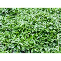 Vavrínovec lekársky - Prunus laurocerasus ´Mount Vernon´ Co2L 20/30