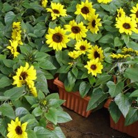 Slnečnica jednoročná - Helianthus Sunsation Co16