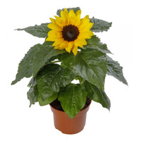 Slnečnica jednoročná - Helianthus Sunsation Co16