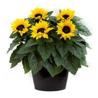 Slnečnica jednoročná - Helianthus Sunsation Co16