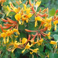 Zemolez Telmanniana - Lonicera x tellmanniana Co3.3L 60/80