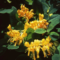 Zemolez Telmanniana - Lonicera x tellmanniana Co3.3L 60/80