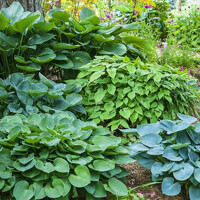 Funkia - Hosta MIX farieb Co1L  5/10