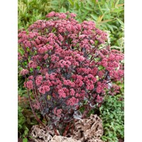 Sedum ´Xenox´ Co1L
