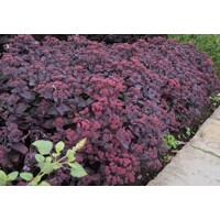 Sedum ´Xenox´ Co1L
