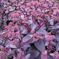 Sedum ´Xenox´ Co1L