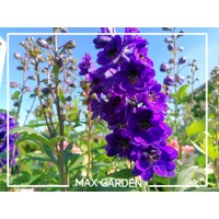 Stračonôžka - Delphinium 'Black Knight' K9