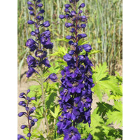 Stračonôžka - Delphinium 'Black Knight' K9