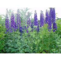Stračonôžka - Delphinium 'Black Knight' K9