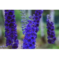 Stračonôžka - Delphinium 'Black Knight' K9