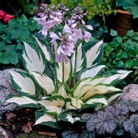 Funkia - Hosta ´Fire and Ice´  P14