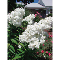Flox metlinatý - Phlox paniculata ´David´
