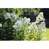 Flox metlinatý - Phlox paniculata ´David´
