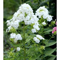 Flox metlinatý - Phlox paniculata ´David´
