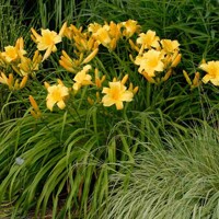 Ľaliovka – Hemerocallis ´Mary Todd´