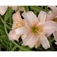 Ľaliovka – Hemerocallis ´Luxury Lace´