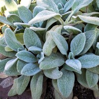 Stachys  byzantina - zajačie uško  P14