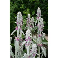Stachys  byzantina - zajačie uško  P14