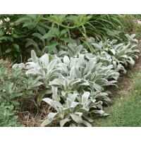 Stachys  byzantina - zajačie uško  P14