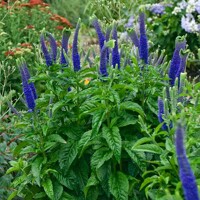 Veronica spicata  'Sunny Border Blue'