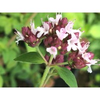 Pamajorán - Origanum vulgare  P13