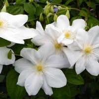 Plamienok - Clematis ´Madame Le Coultre´ Co2,5L  70/80
