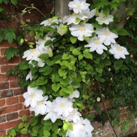 Plamienok - Clematis ´Madame Le Coultre´ Co2,5L  70/80