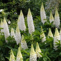 Lupínia mnoholistá - Lupinus polyphyllus - bielá   Co13