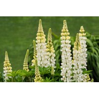 Lupínia mnoholistá - Lupinus polyphyllus - bielá   Co13