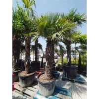 Palma konoponá - Chamaerops Excelsa - Trachycarpus fortunei   km 240/280 - výška s kvetináčom 450cm