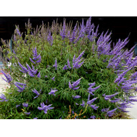 Vitex jahňací - Vitex agnus castus Co3L
